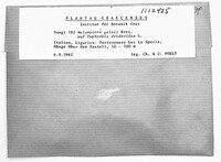Melampsora euphorbiae image